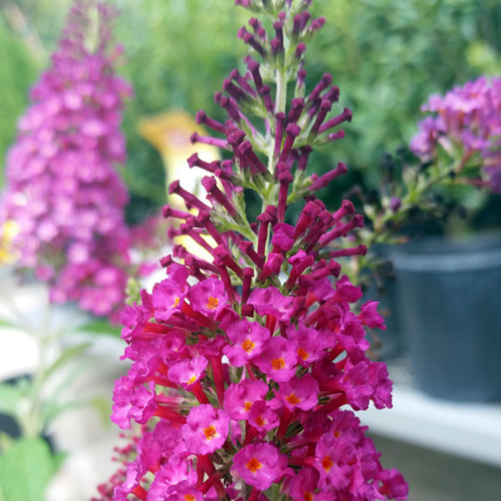Butterfly Bush 'Buzz Hot Raspberry'