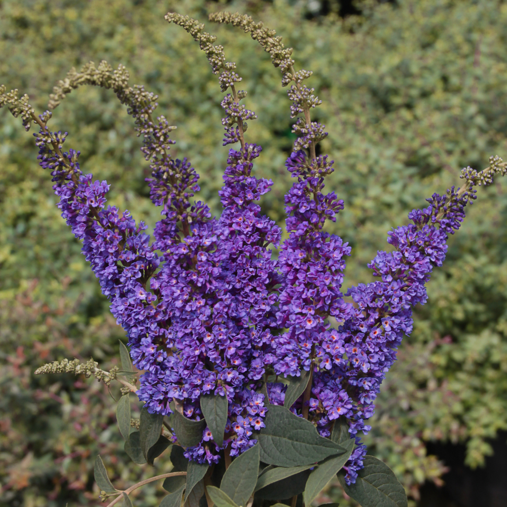 Butterfly Bush 'Blue Chip Junior'