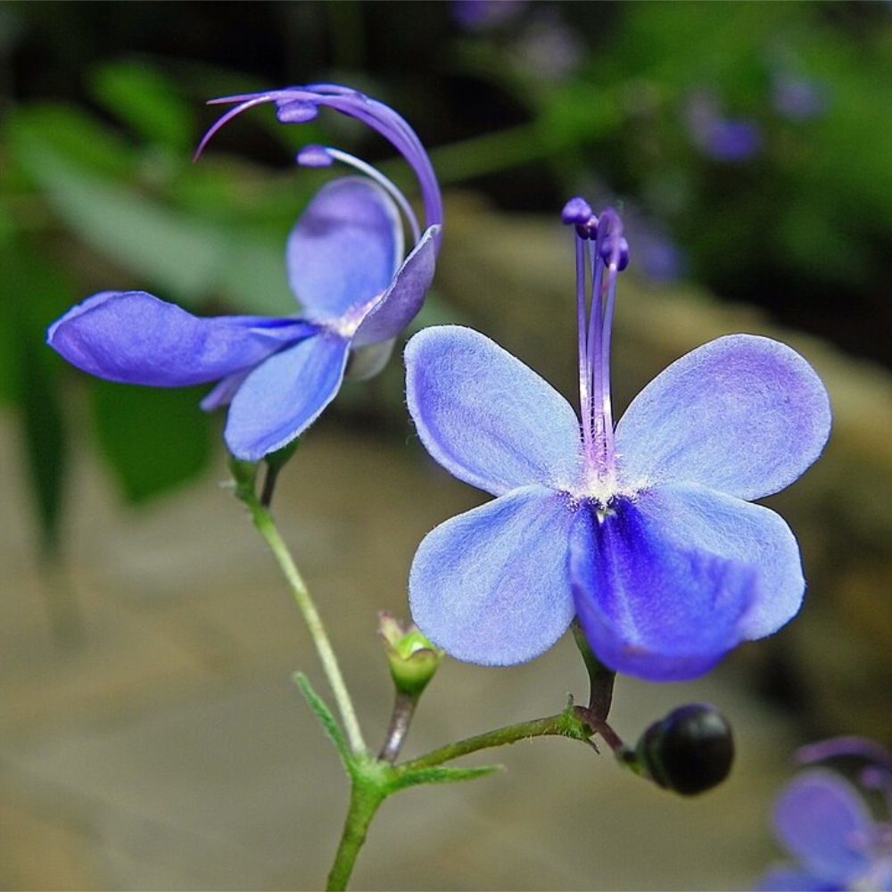 Butterfly Bush 'Blue Heaven'