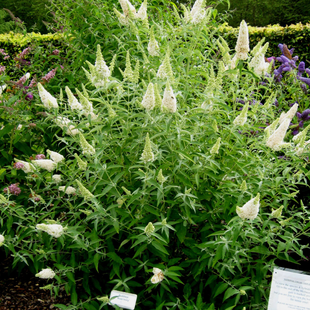 Butterfly Bush 'Buzz Ivory'