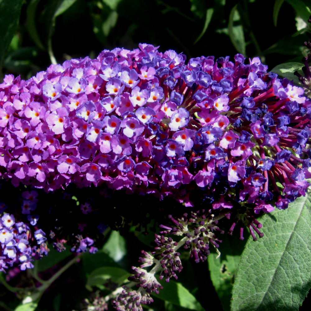Butterfly Bush 'Buzz Purple'