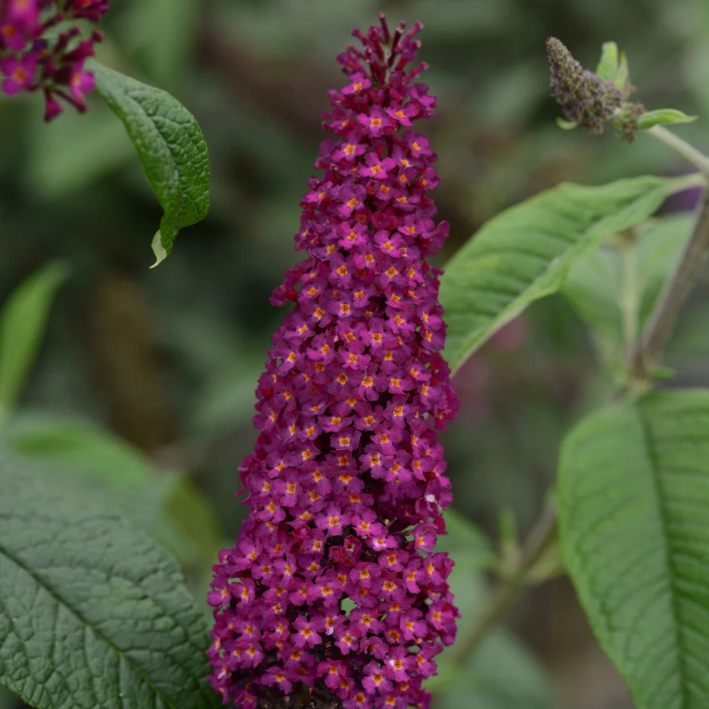 Butterfly Bush 'Cranrazz'