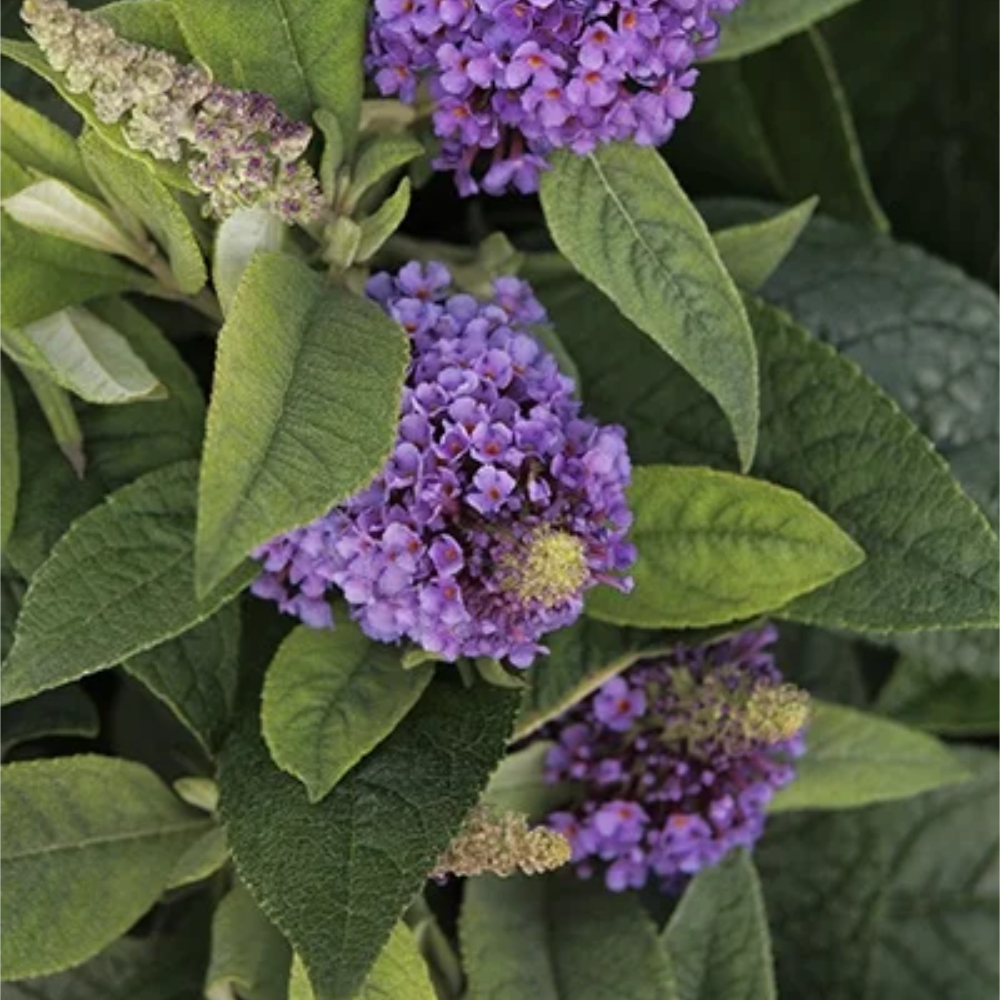 Butterfly Bush 'Dapper Lavender'