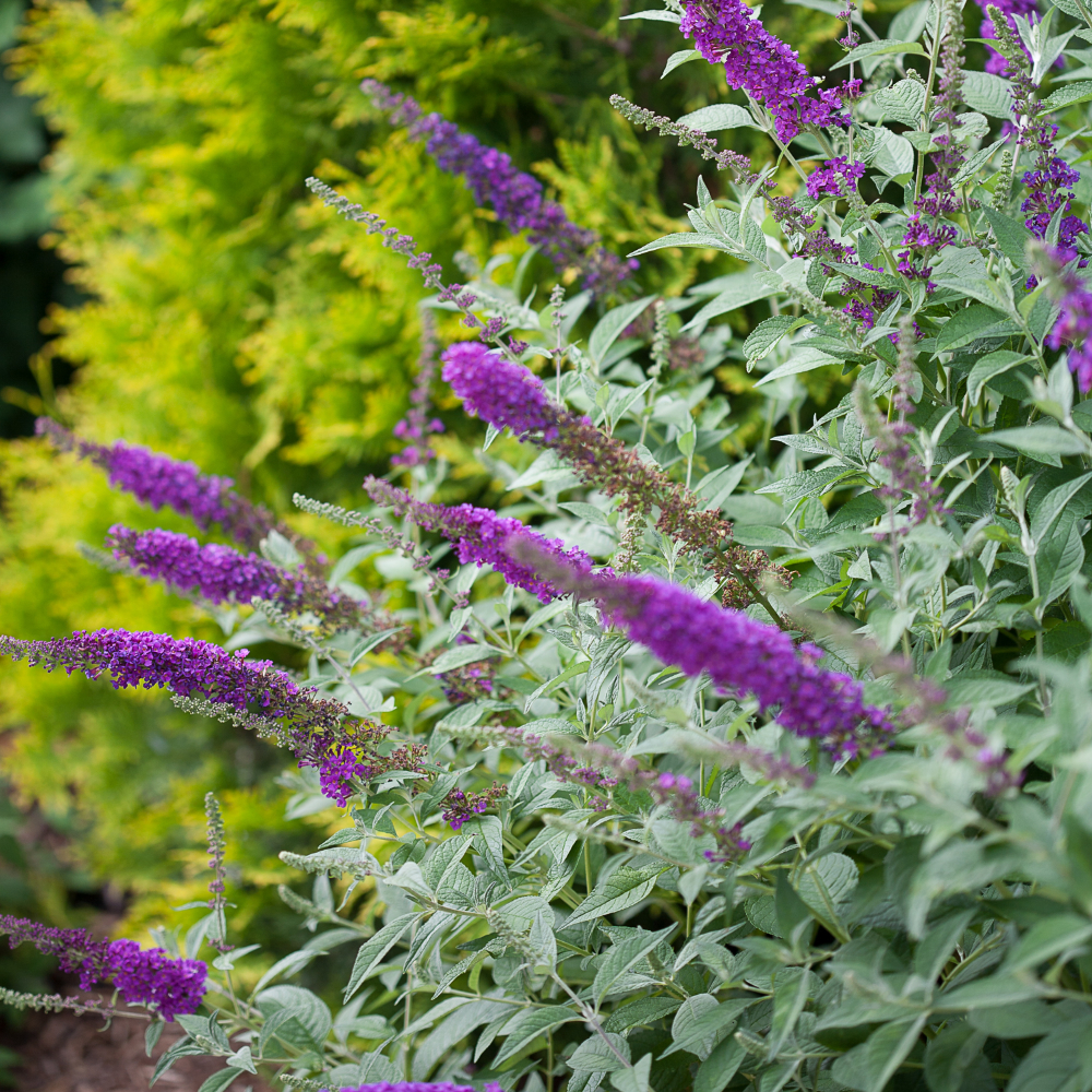 Butterfly Bush 'Miss Violet'