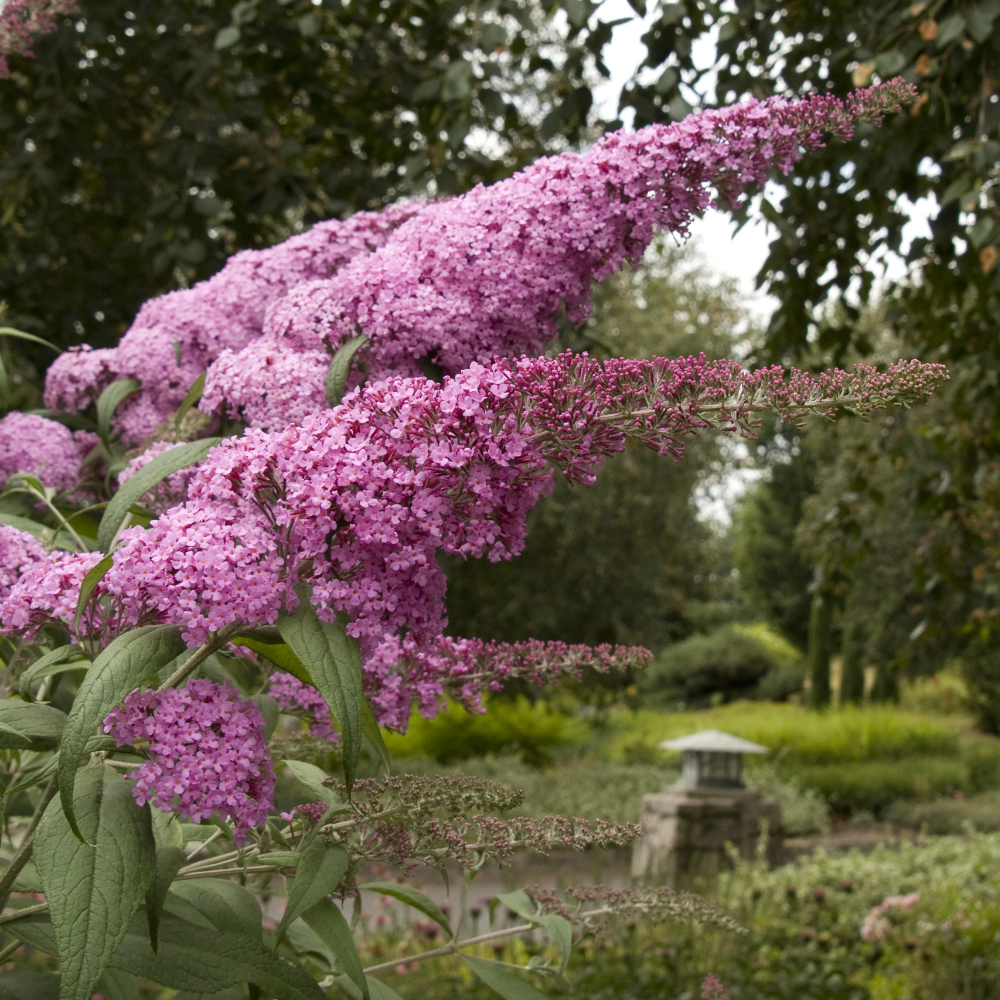 Butterfly Bush 'Pink Delight'