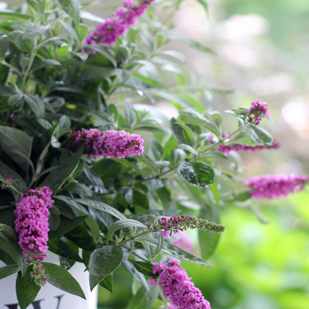 Butterfly Bush 'Pink Micro Chip'