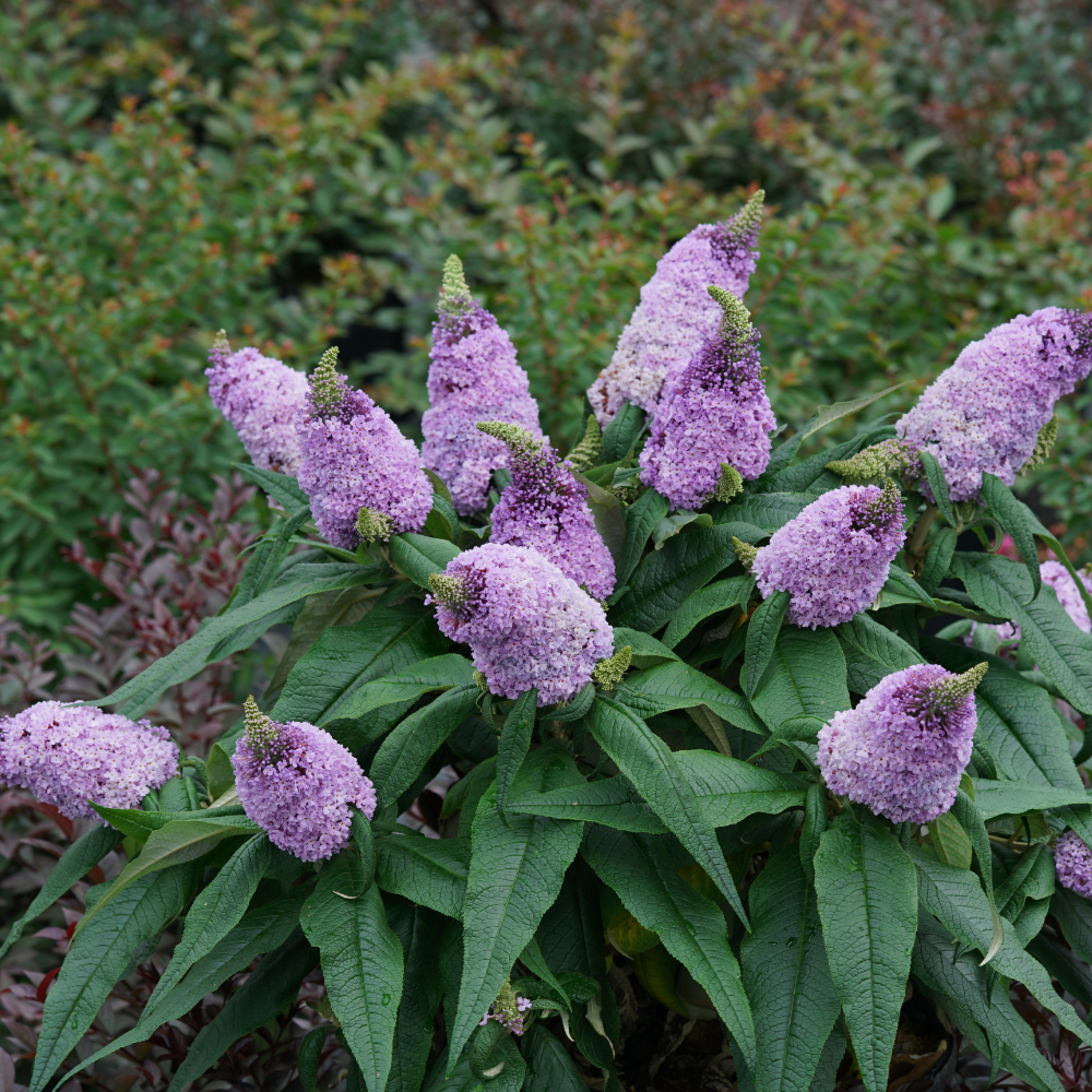 Butterfly Bush 'Pugster Amethyst'
