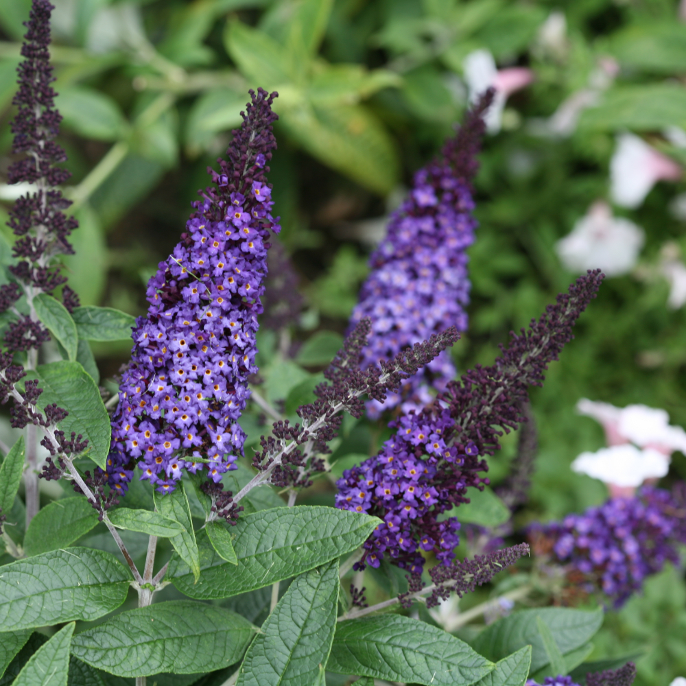 Butterfly Bush 'Pugster Blue'