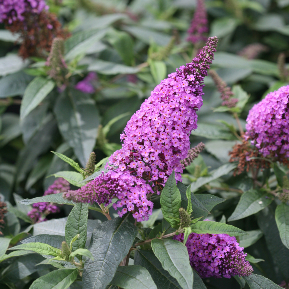 Butterfly Bush 'Pugster Periwinkle'