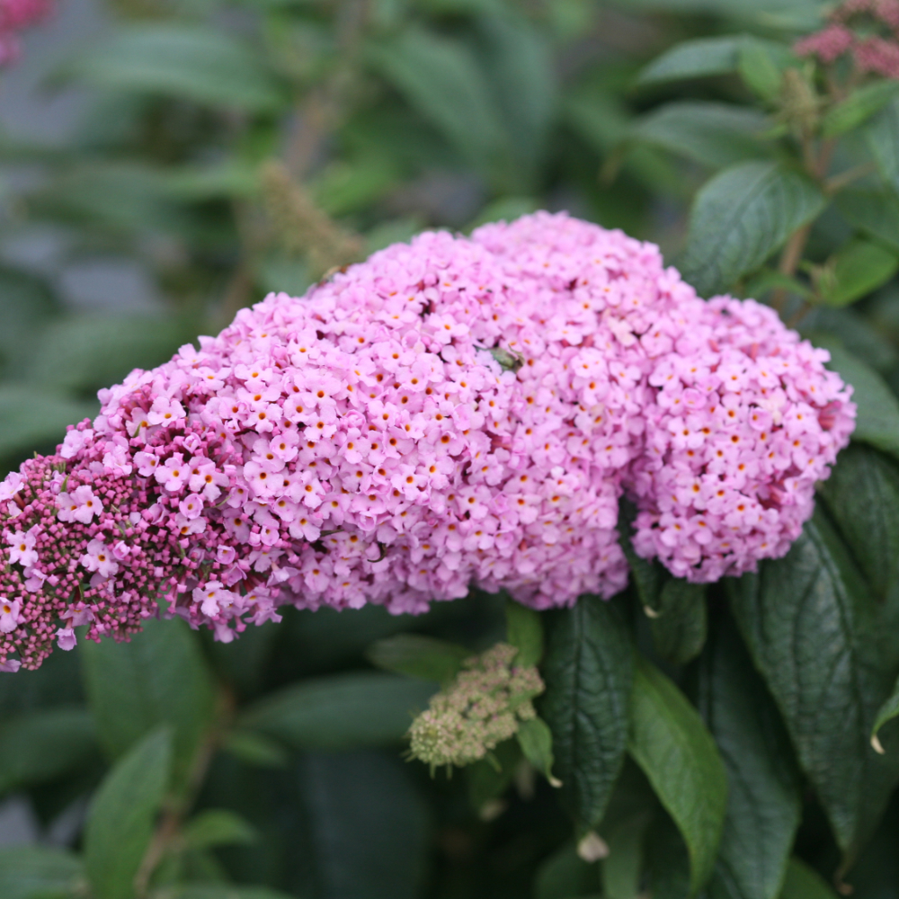 Butterfly Bush 'Pugster Pink'