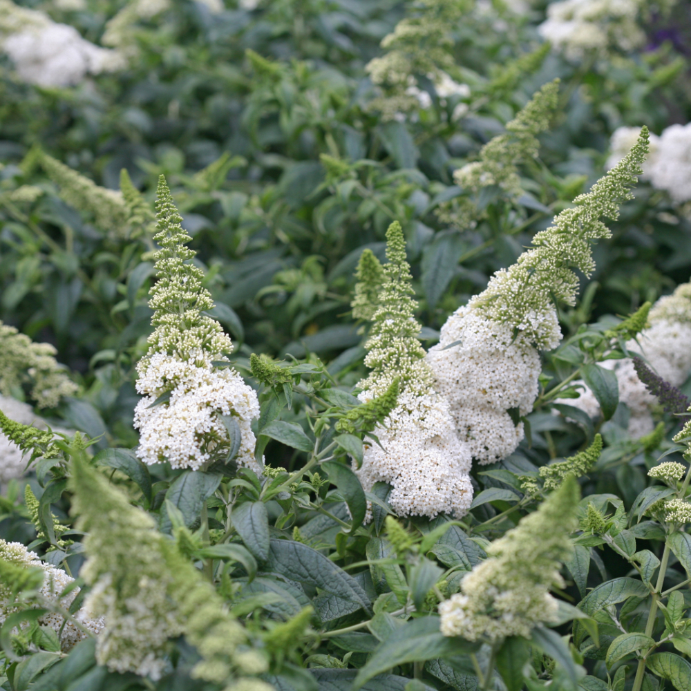 Butterfly Bush 'Pugster White'