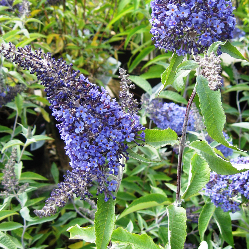 Butterfly Bush 'Sky Blue'