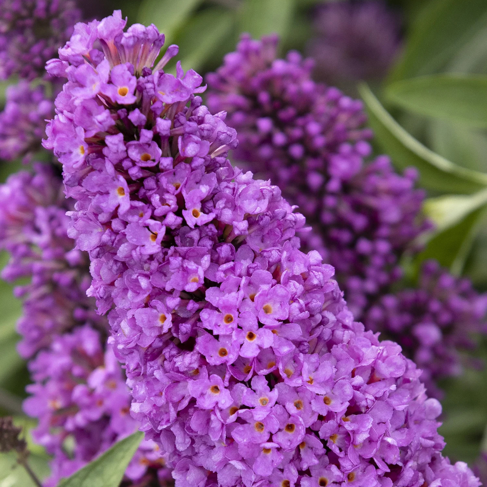 Butterfly Bush ‘Tutti Fruitti’