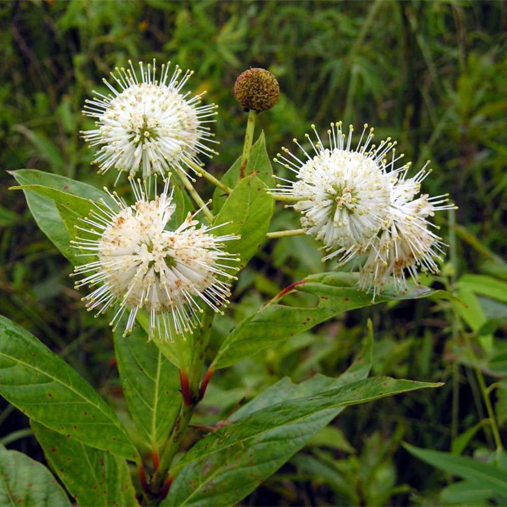 Buttonbush