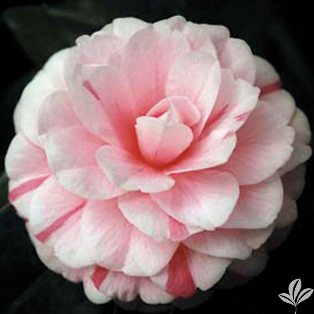 Camellia ‘April Dawn’