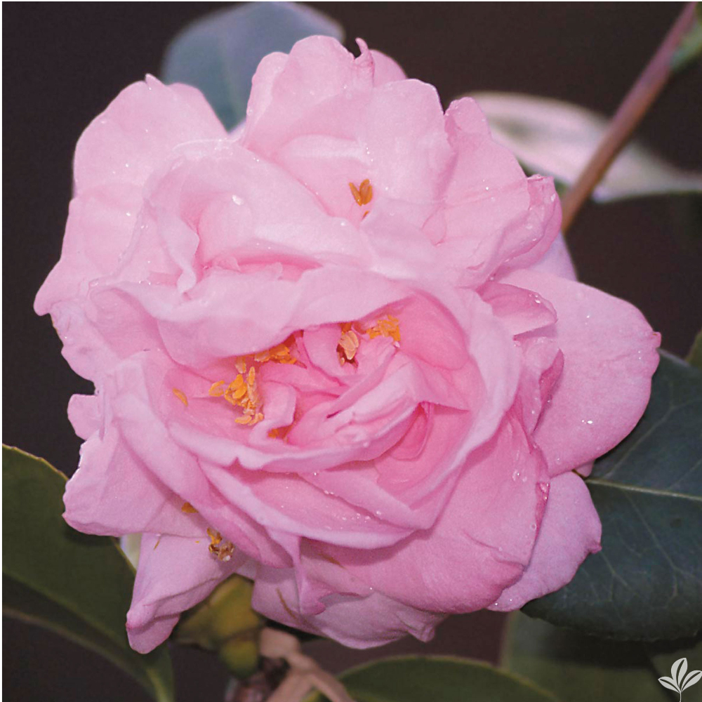 Camellia ‘Berenice Beauty’