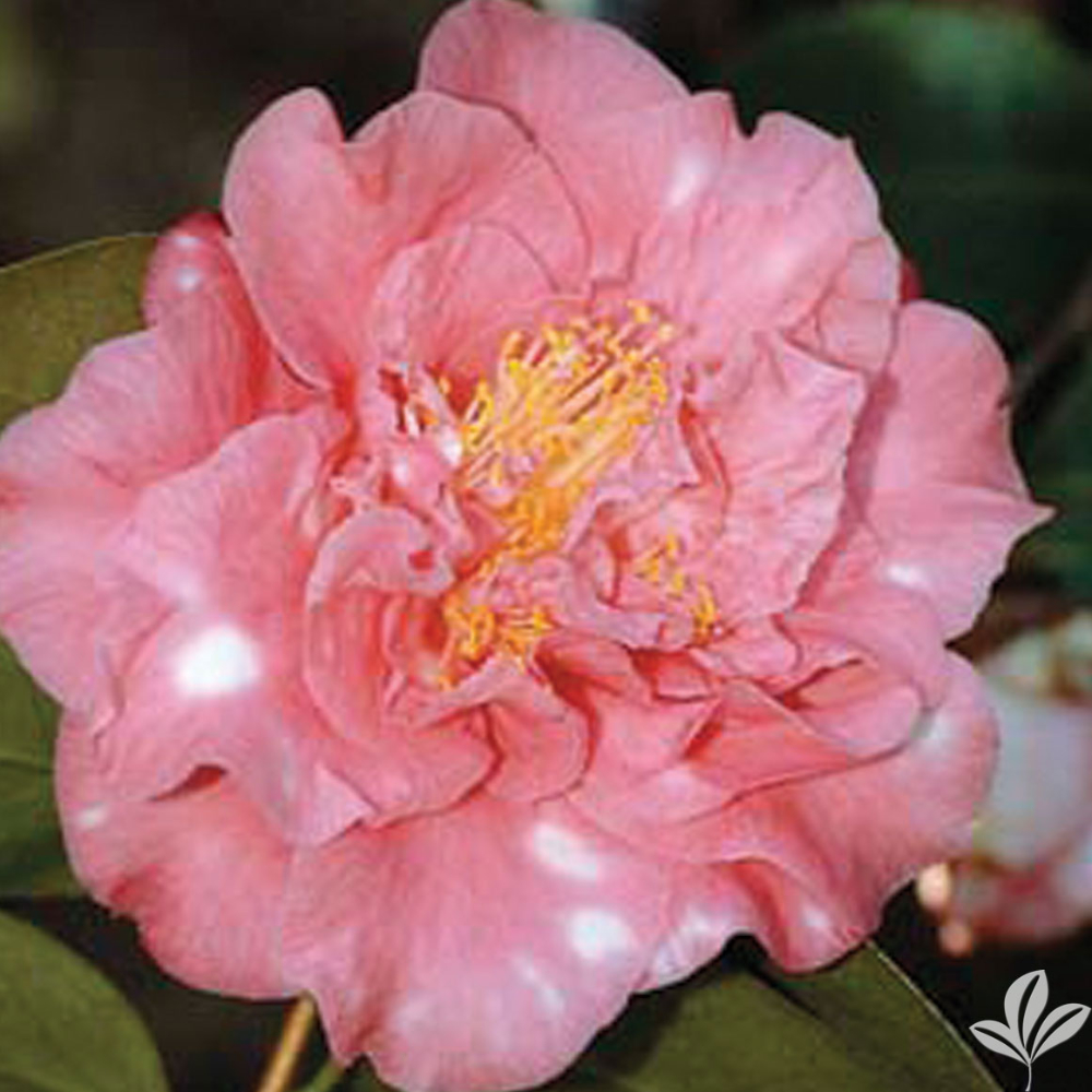 Camellia ‘Betty Sheffield’