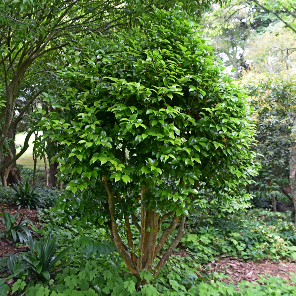 Camellia ‘Black Tie’