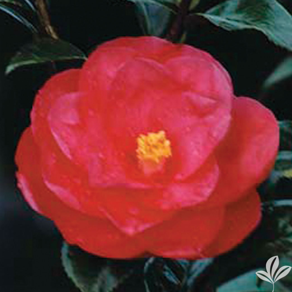 Camellia ‘Christmas Beauty’