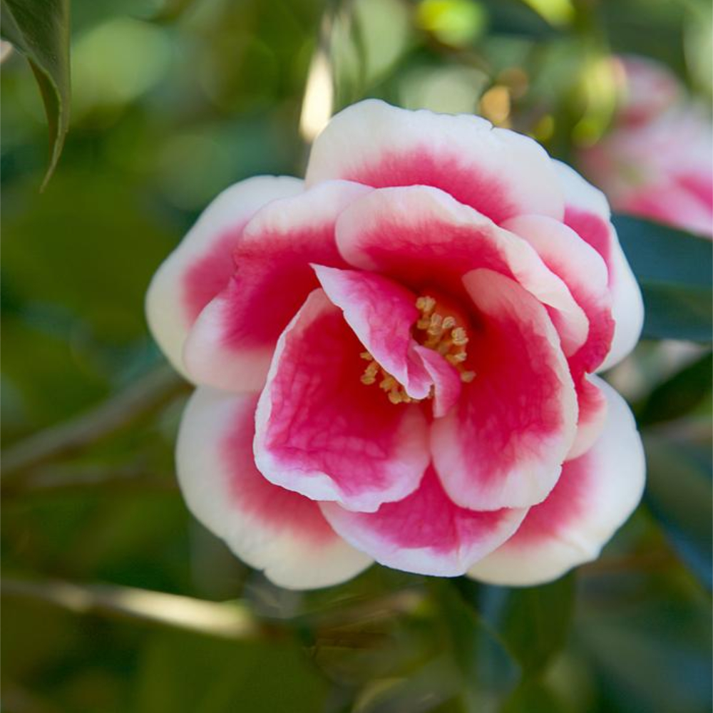 Camellia ‘Christmas Carol’