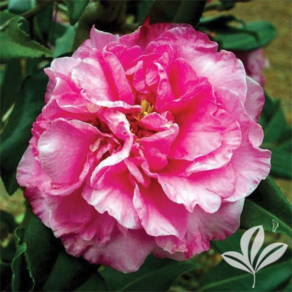 Camellia ‘Corkscrew’