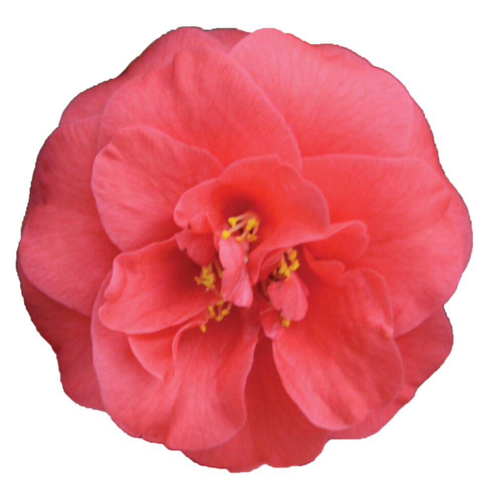 Camellia ‘Covina’