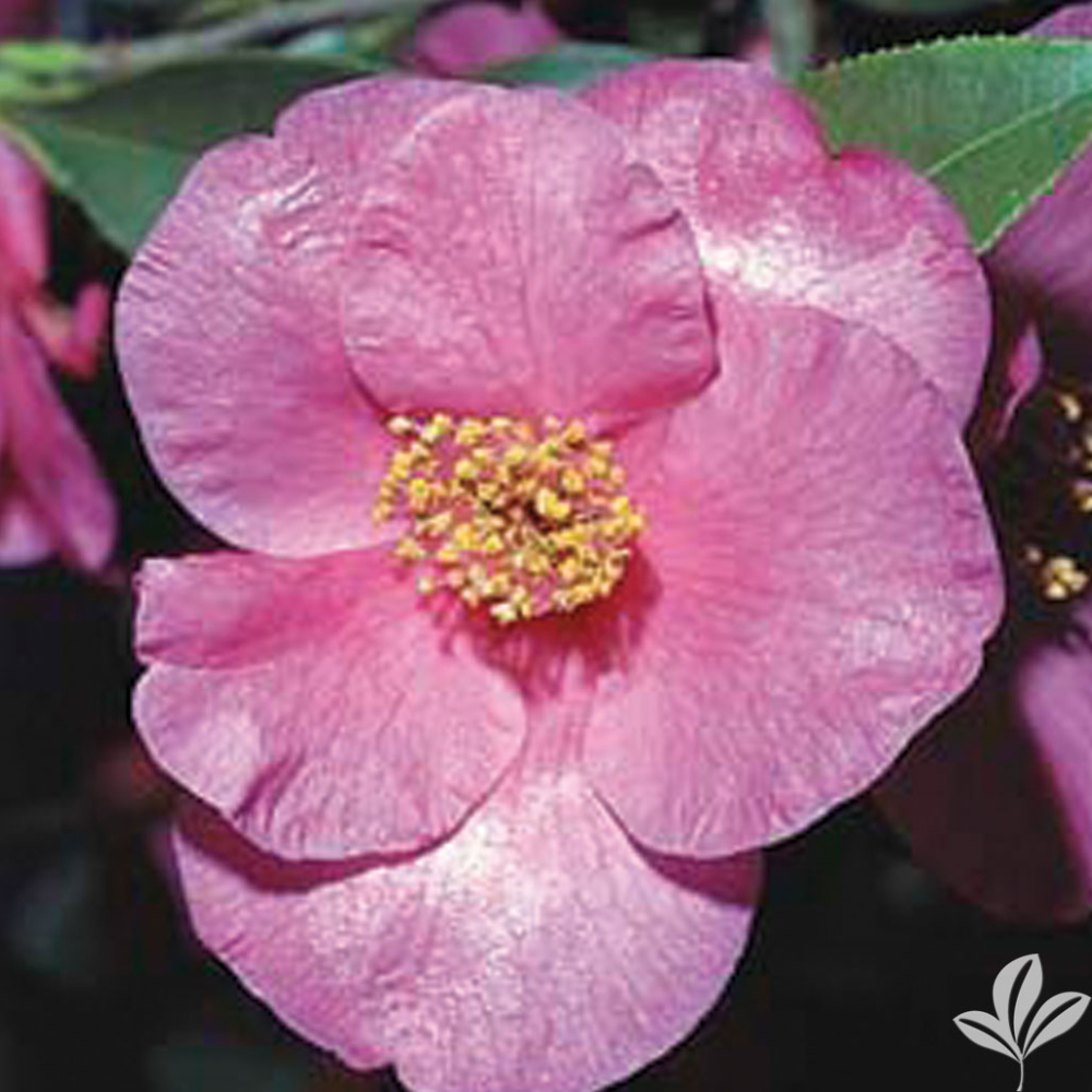 Camellia ‘Crimson Candles’