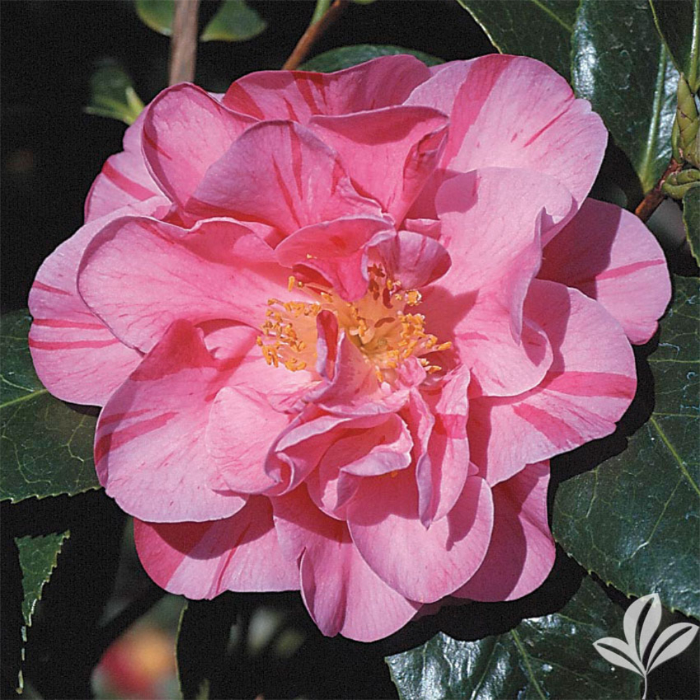 Camellia ‘Dad's Pink’