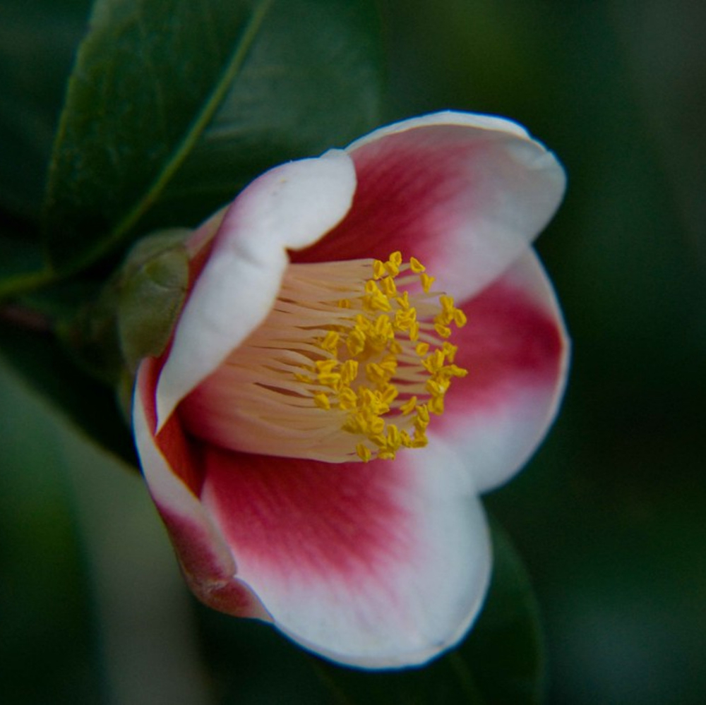 Camellia ‘Dorothy Zerkowski’