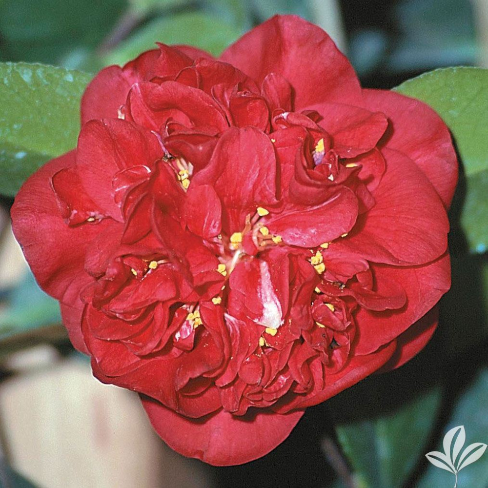 Camellia ‘Dr. J.C. Raulston’