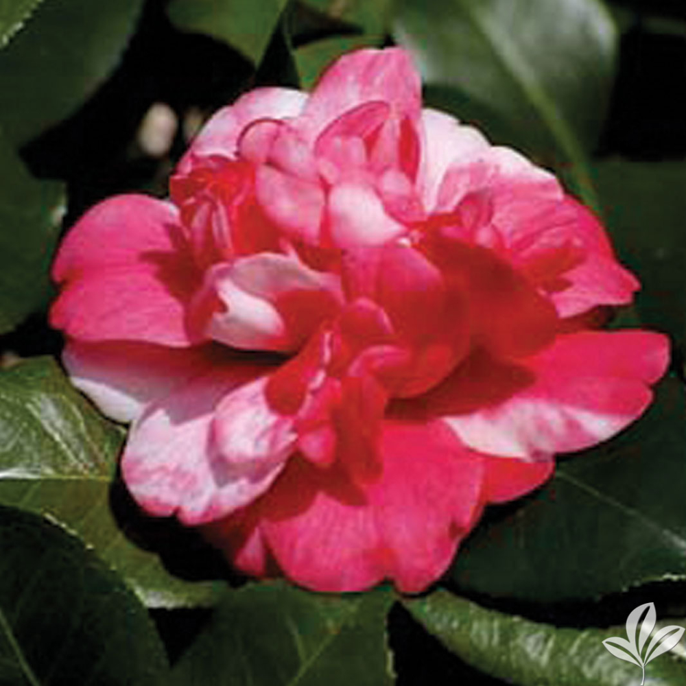 Camellia 'Governor Mouton'
