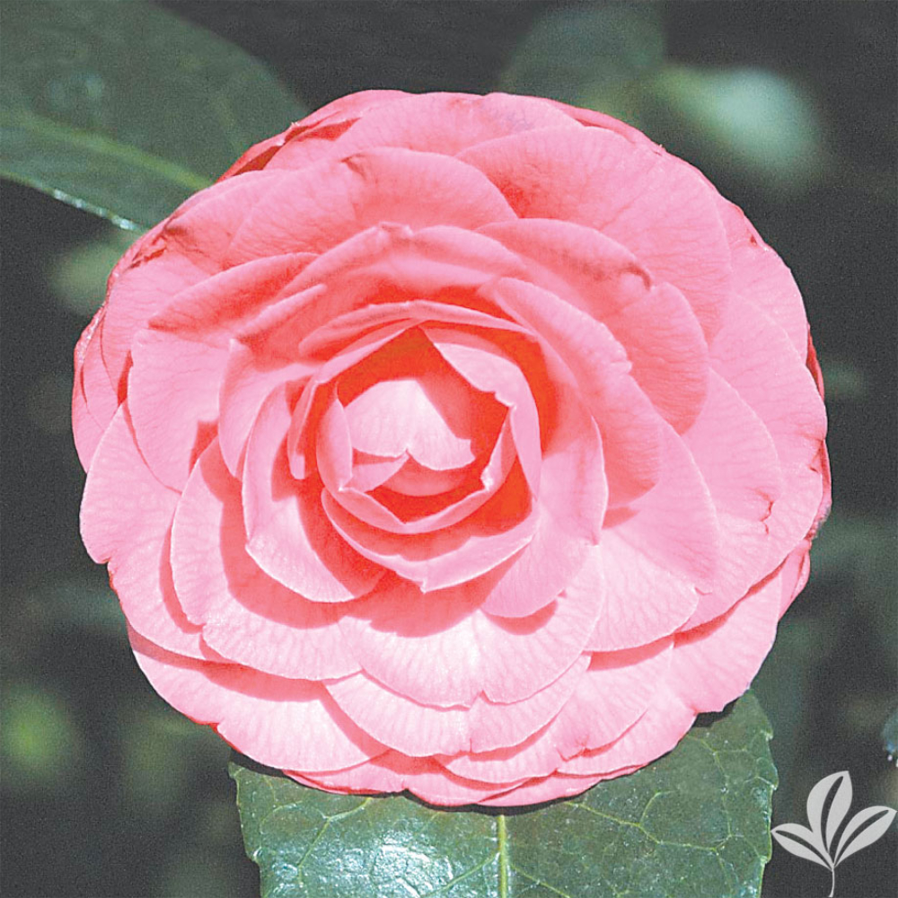 Camellia 'Guest Star'