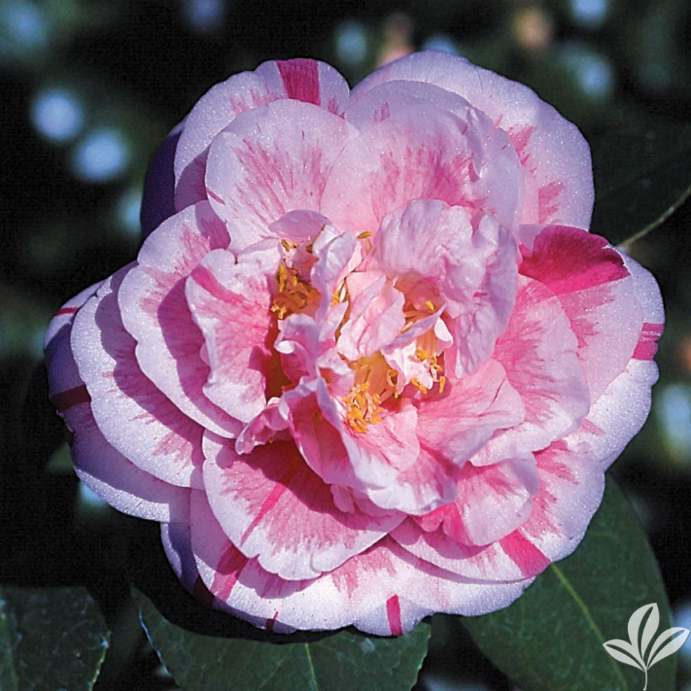 Camellia 'Herme'