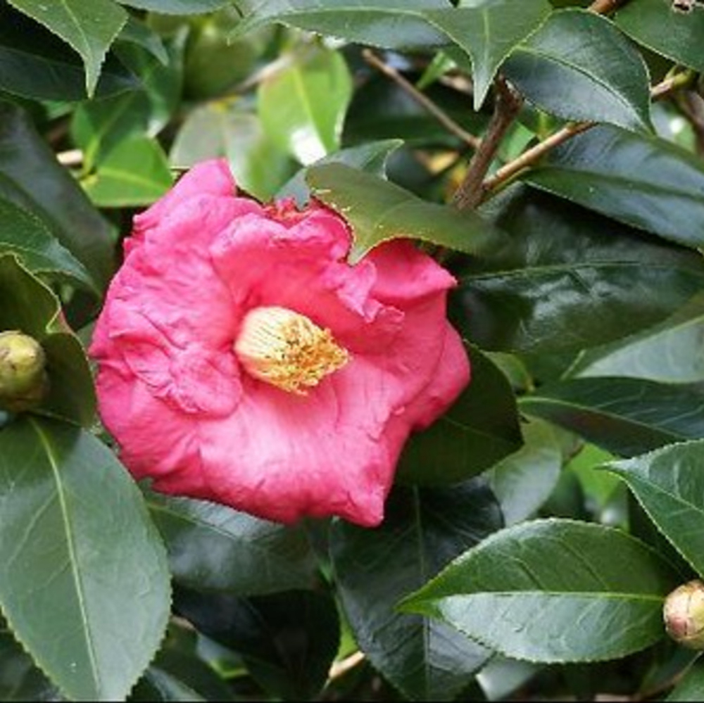 Camellia 'Lady Clare Variegated'