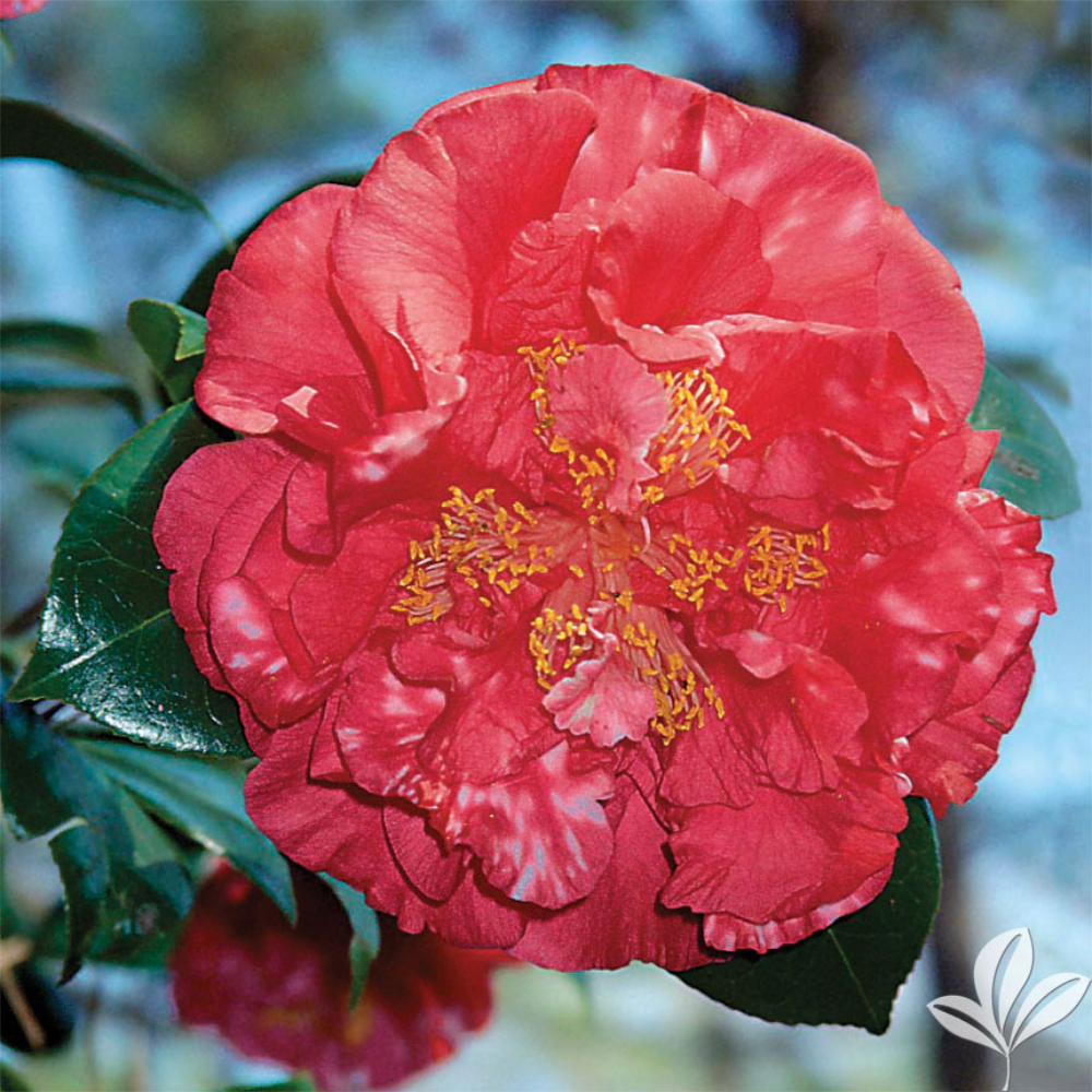 Camellia 'Laura Walker'