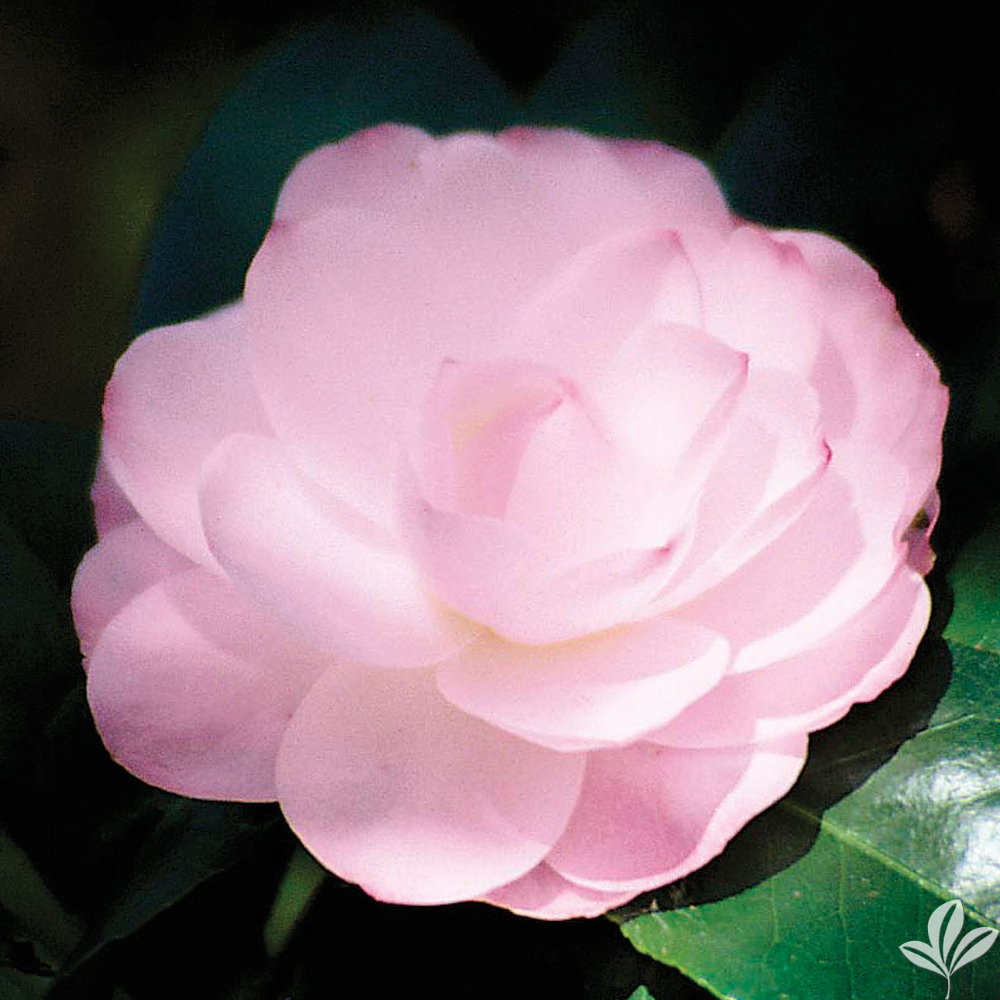Camellia Mister Sam
