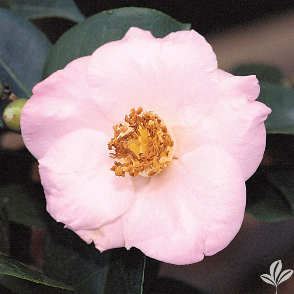 Camellia Moonlight Bay