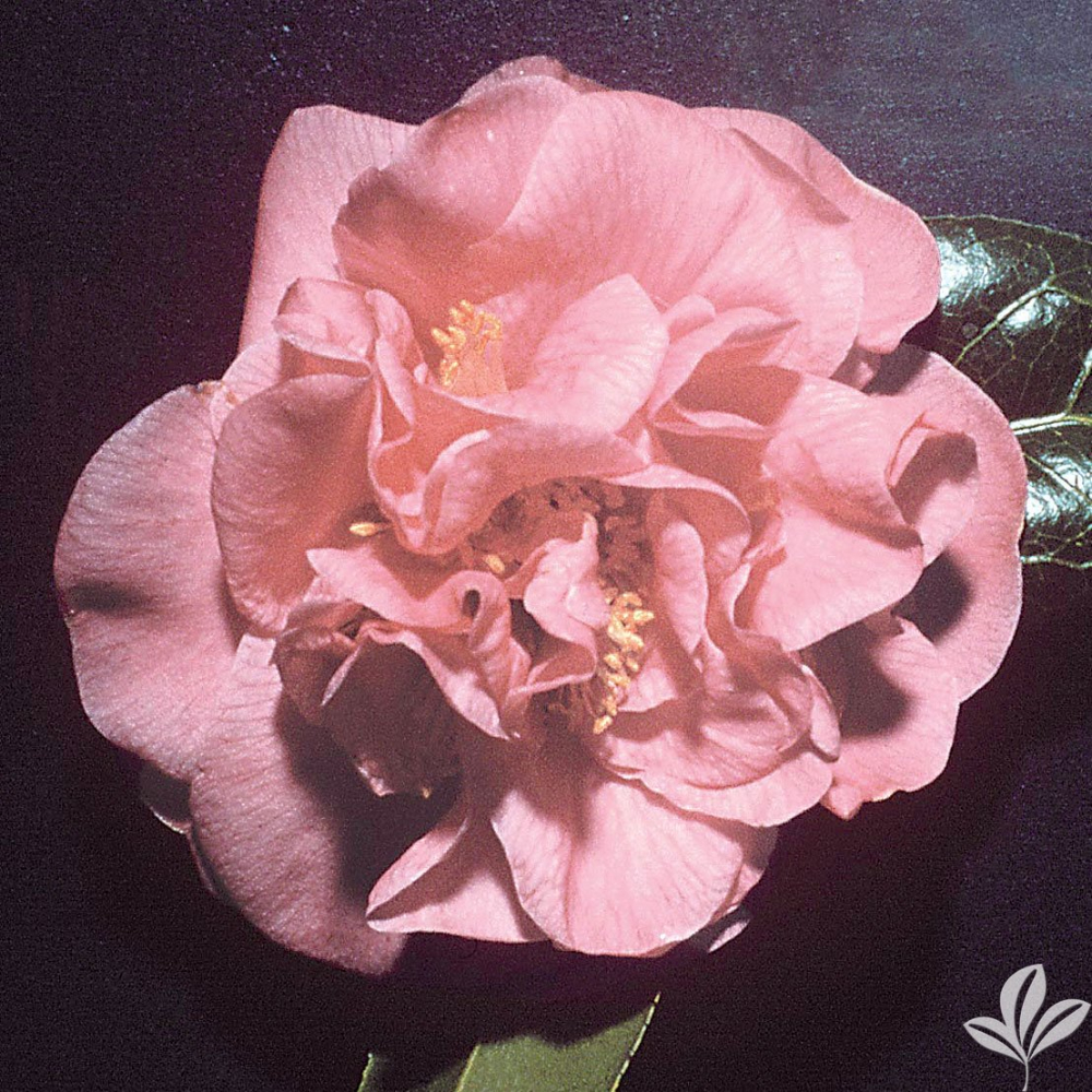 Camellia ‘Mrs Lyman Clarke’