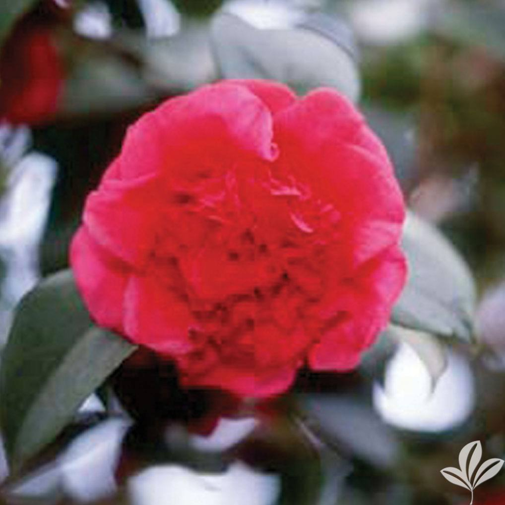 Camellia Professor Charles Sargent