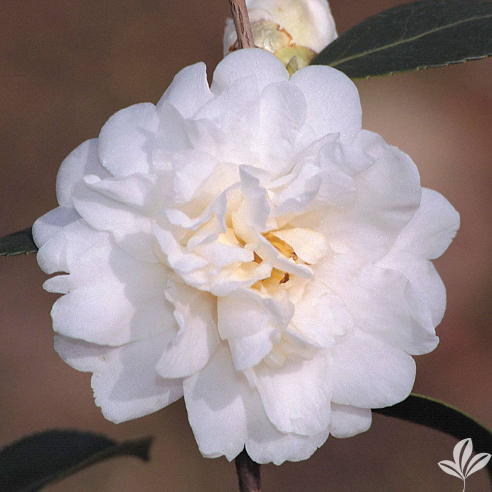 Camellia Snow Flurry