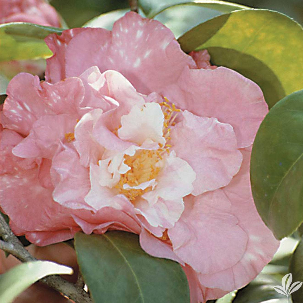 Camellia Tomorrow Park Hill