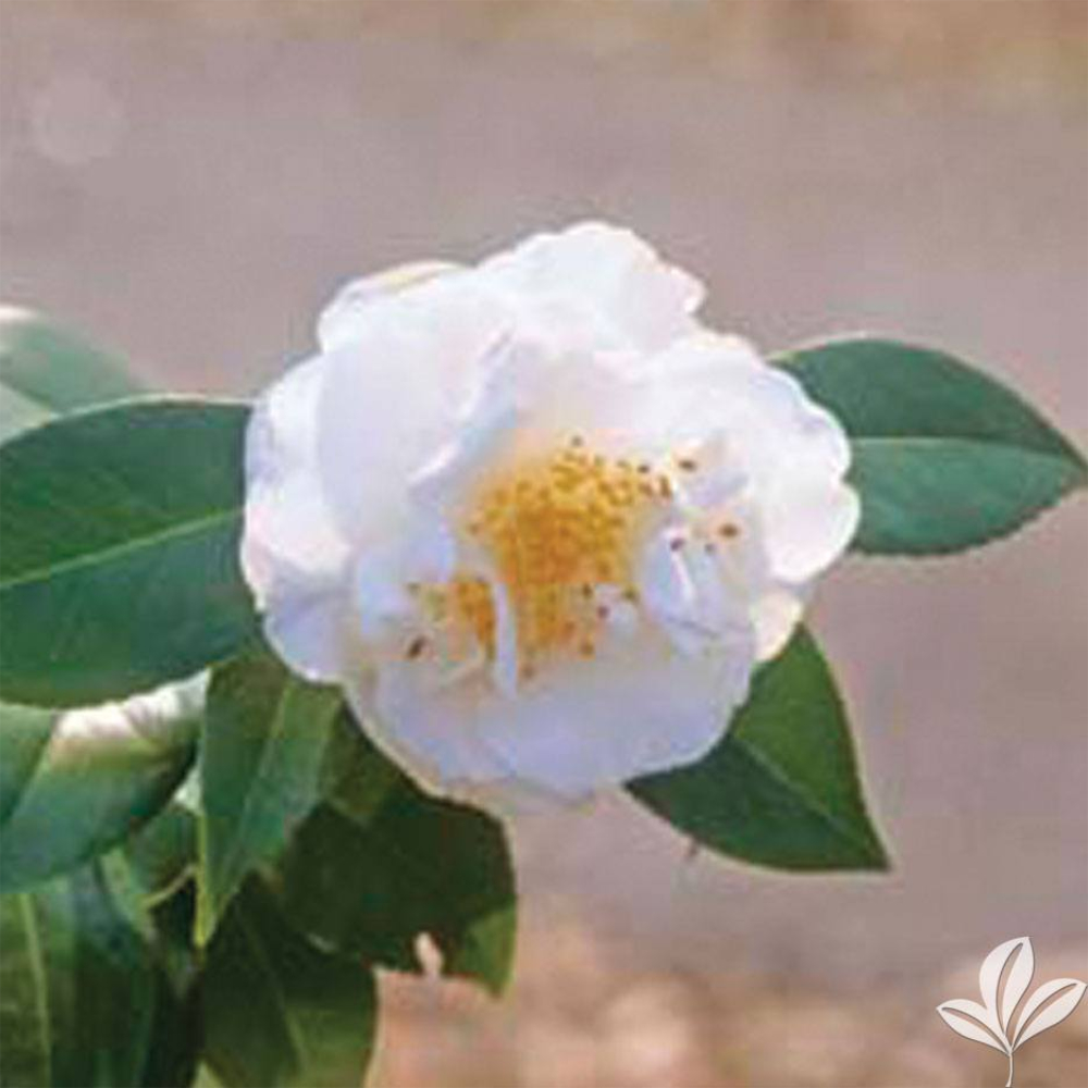 Camellia Victory White
