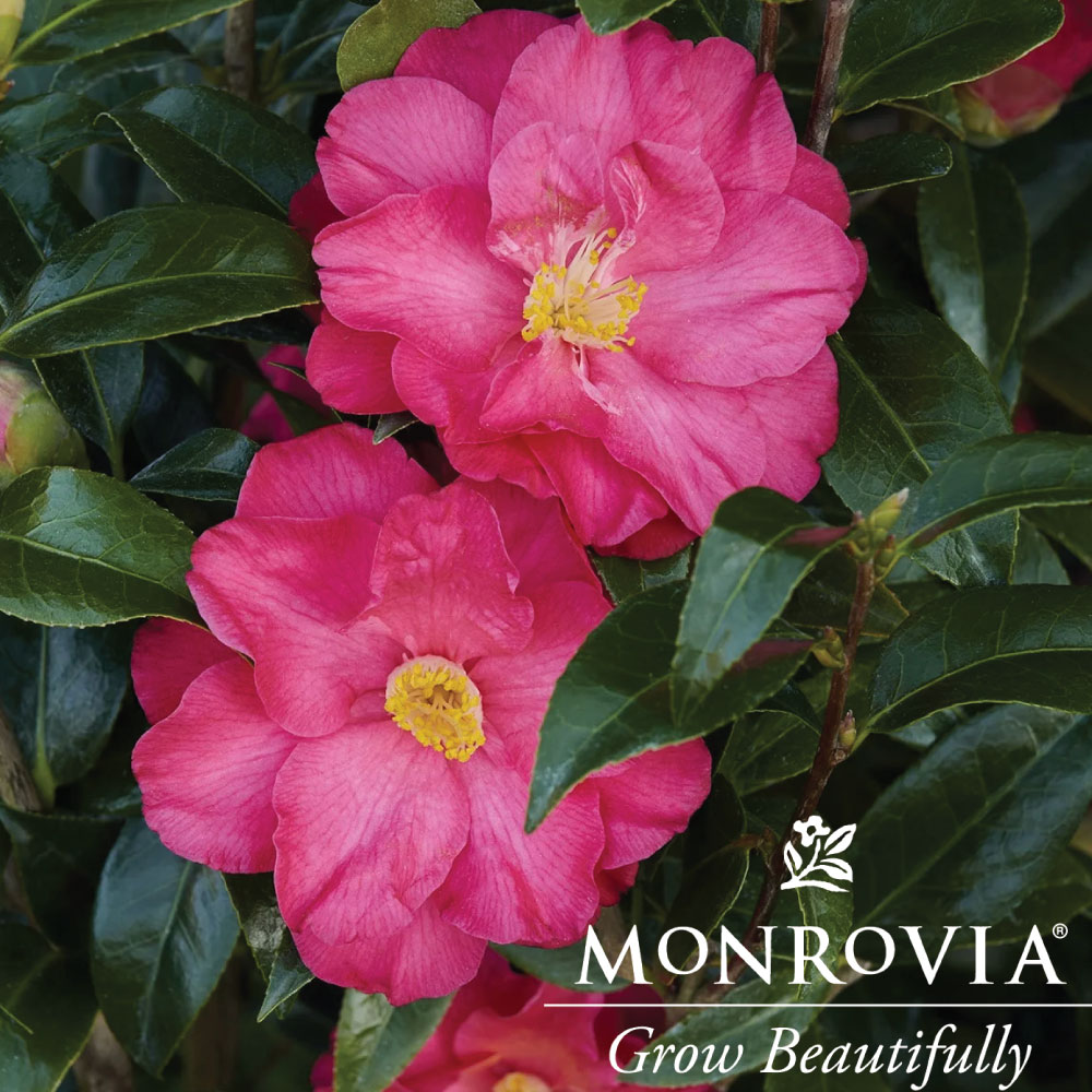 Camellia ‘Afternoon Delight’
