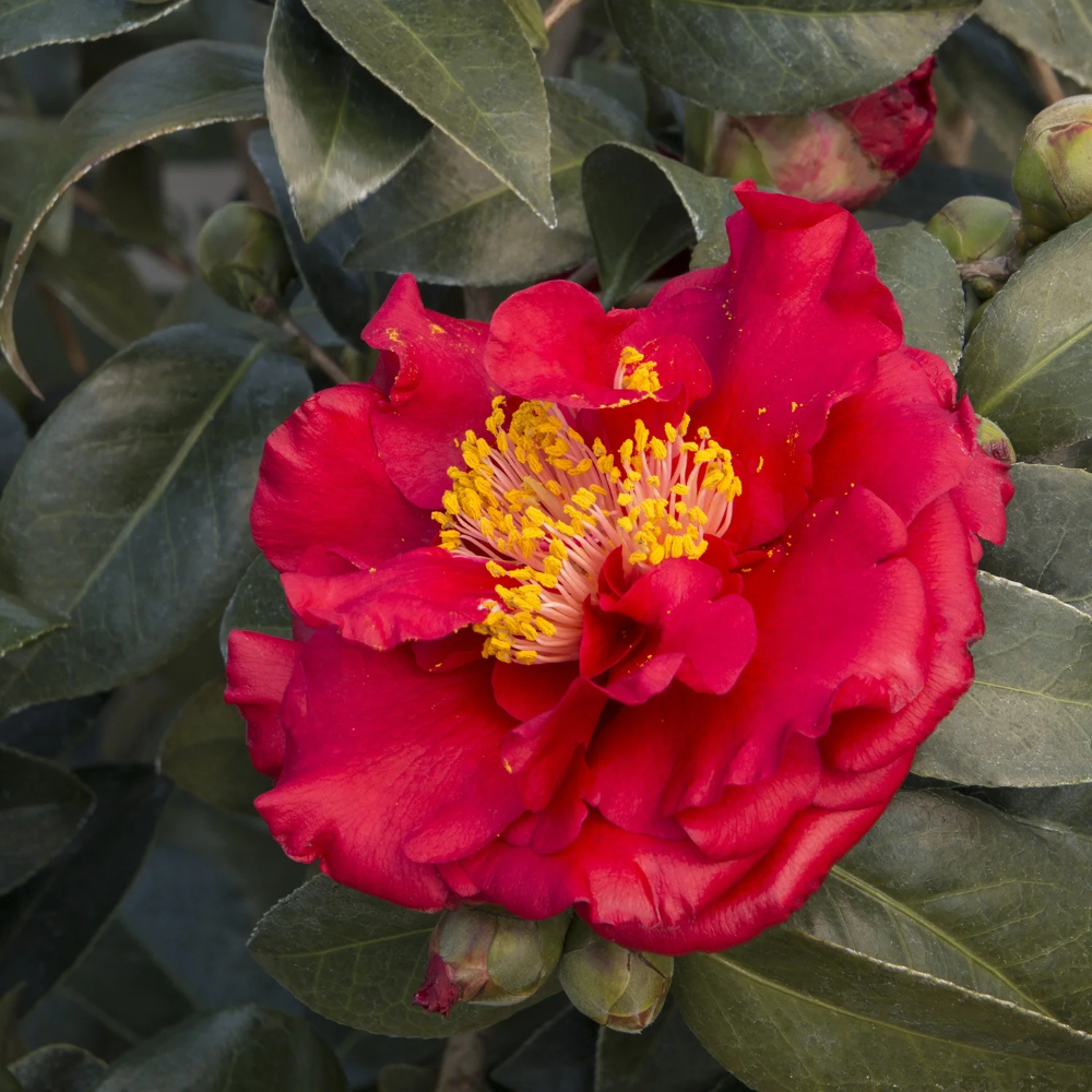 Camellia ‘Bob Hope’