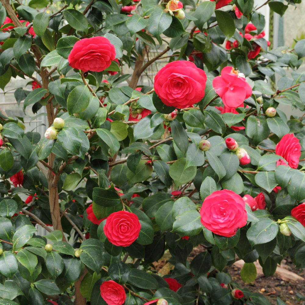 Camellia ‘CM Hovey’