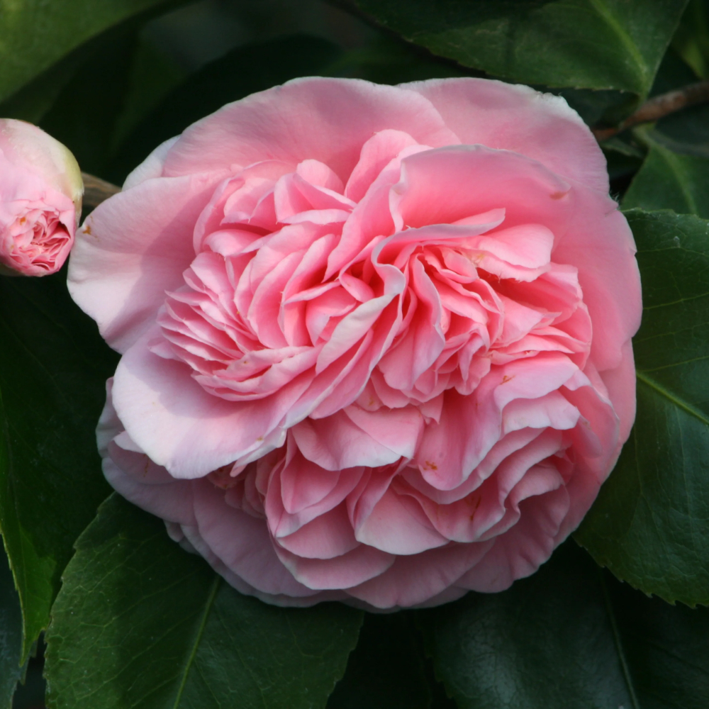 Camellia ‘Debutante’