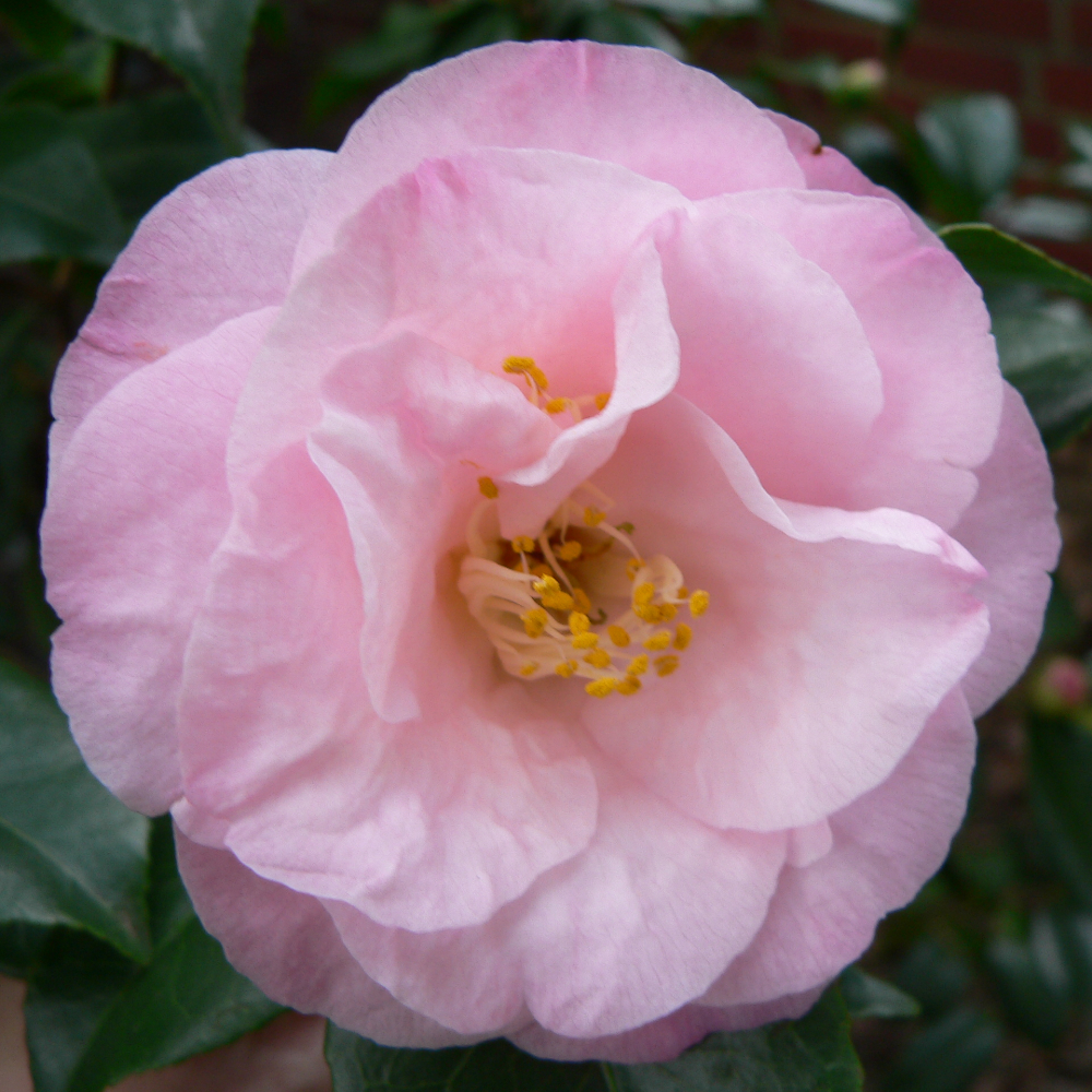Camellia ‘Dr. Tinsley’