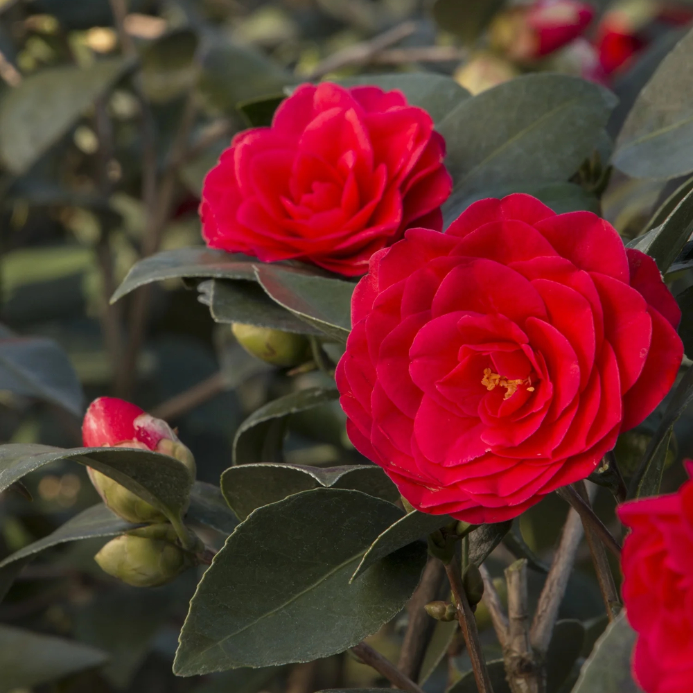 Camellia 'Glen 40'