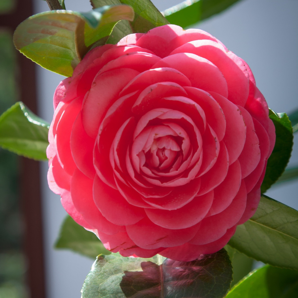 Camellia 'Jacks'