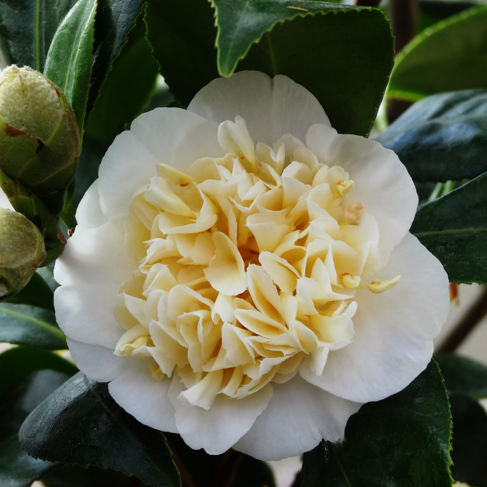 Camellia 'Jury's Yellow'